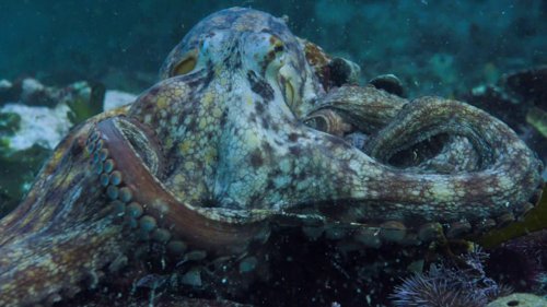 my_octopus_teacher_frame_1749598613.773421.jpg