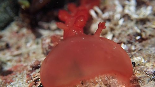 my_octopus_teacher_frame_1749598615.7406452.jpg