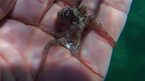 My Octopus Teacher