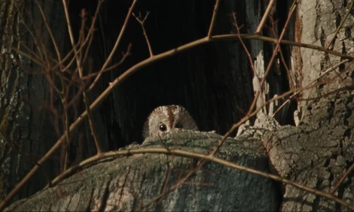the_hives___bogus_operandi_official_music_video_frame_23.webp