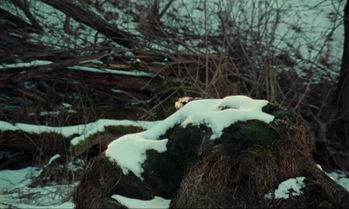 the_hives___bogus_operandi_official_music_video_frame_45.webp