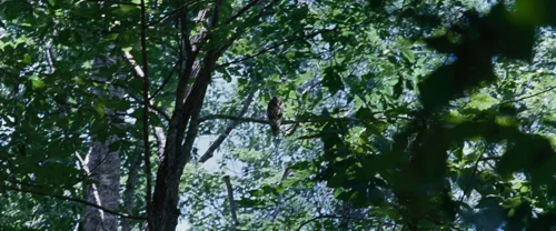the_hunger_games_frame_1738666686.6041312.webp