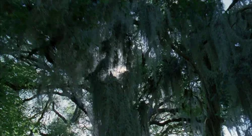 the_tree_of_life_frame_1748478943.911977.webp