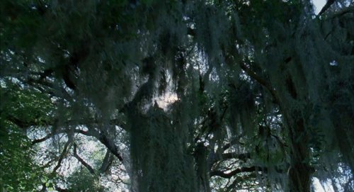 the_tree_of_life_frame_1748478943.911977.jpg