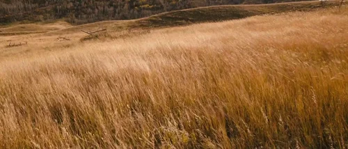 tideland_frame_1738665029.0169773.webp