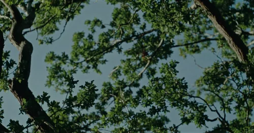 woody___let_me_go_official_video_frame_87.webp